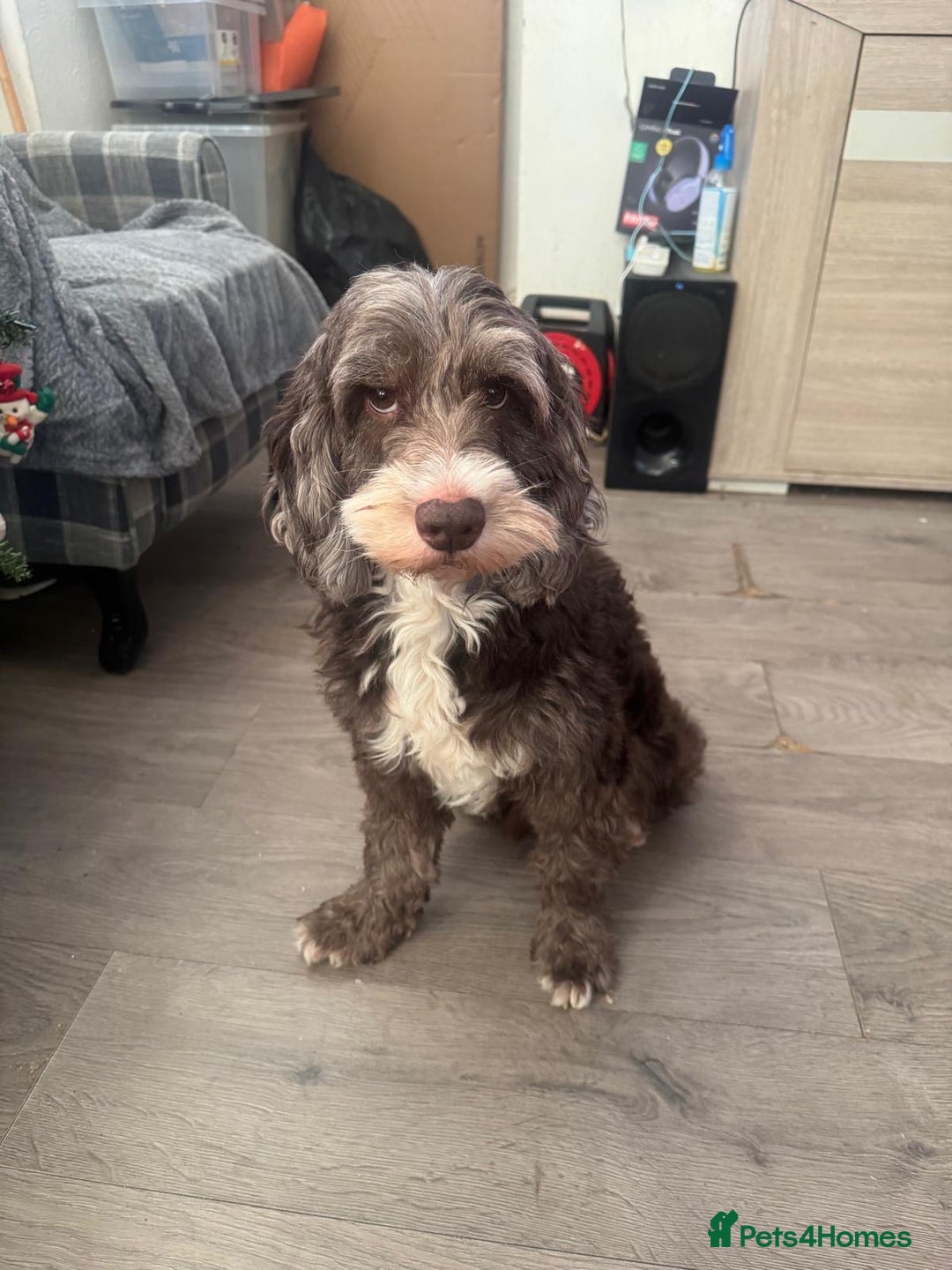 Mixed Breed dogs for sale: 7 beautiful puppies for sale  - Advert 9