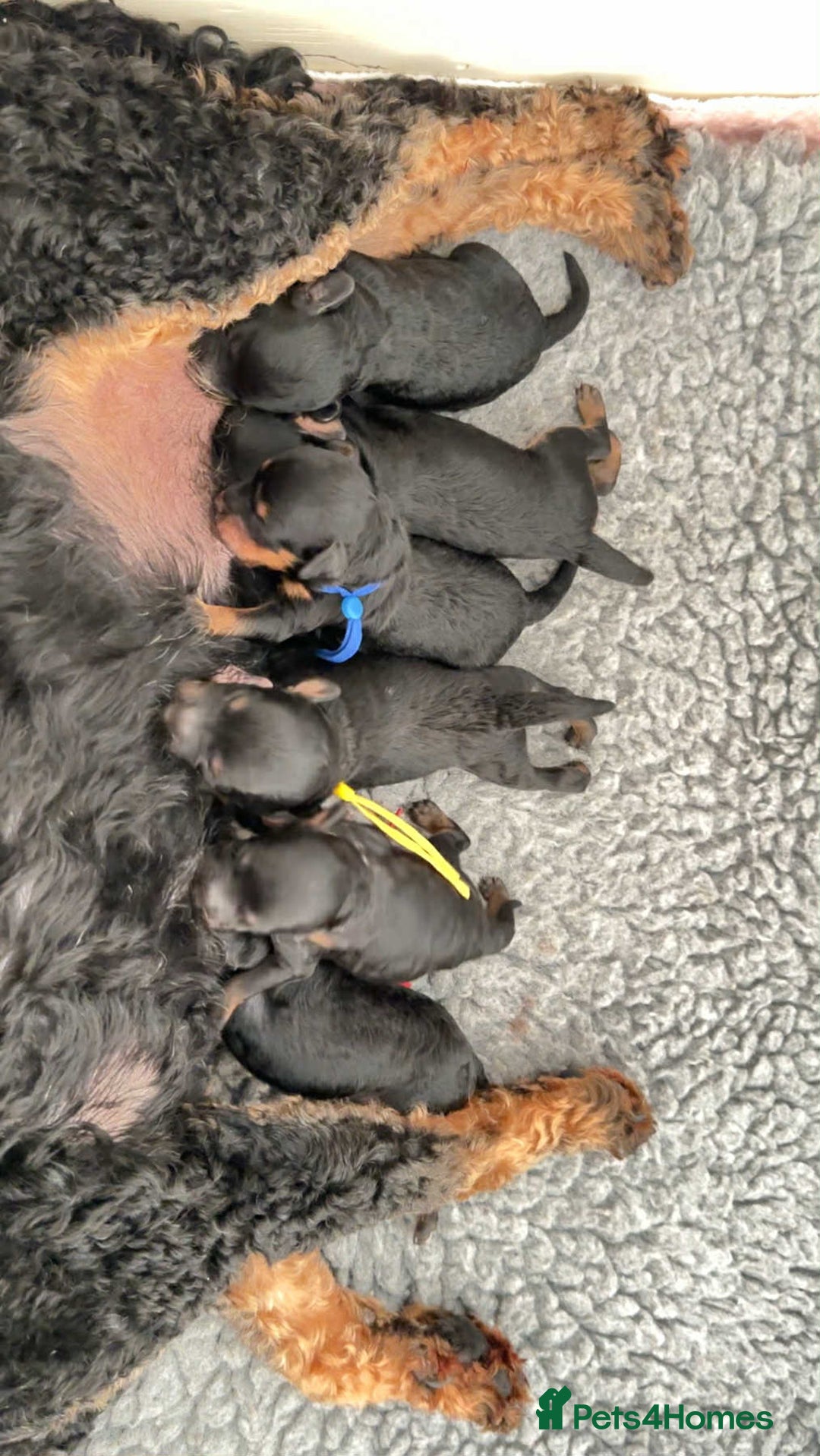 Toy Poodle dogs for stud: Health Tested Toy poodle for stud in Wareham - Image 8