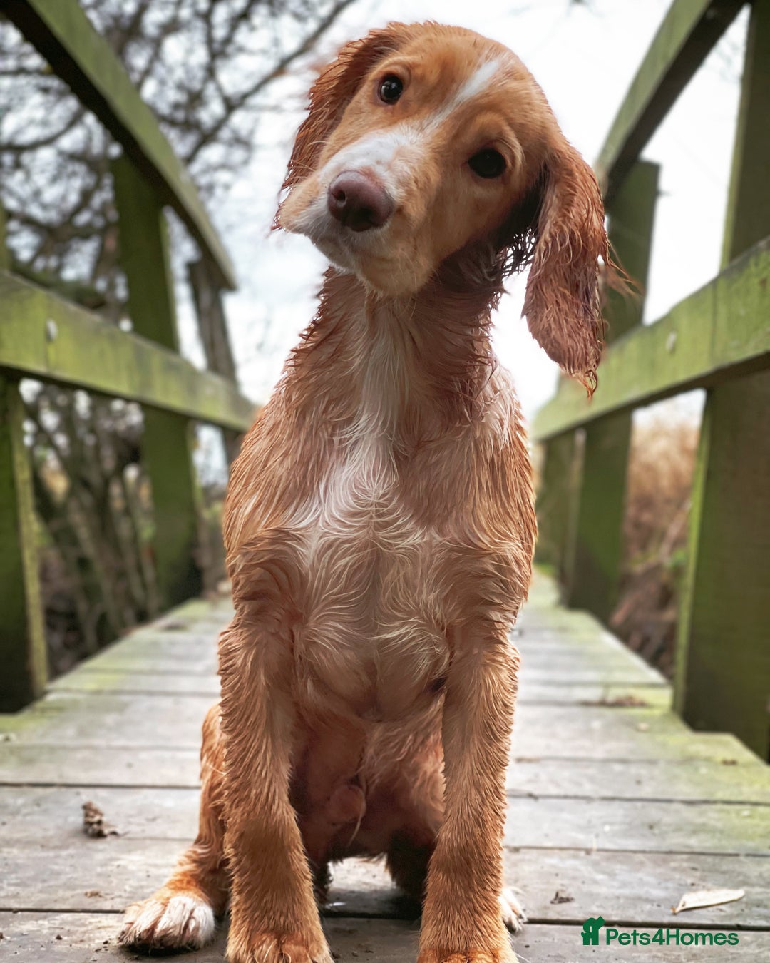 Cocker Spaniel dogs for stud: Working Gun Dog Stud  - Advert 26
