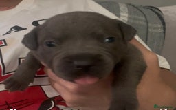 Staffordshire Bull Terrier dogs for sale: Litter of blue Staffordshire bull terriers  - Image 6