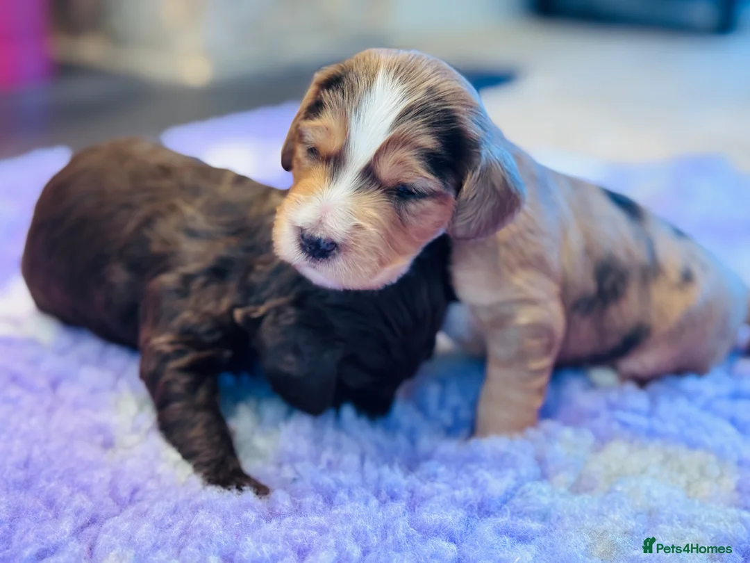 Schnoodle dogs for sale: Beautiful Schnoodle Puppies 🐾🐾🐾 - Advert 2