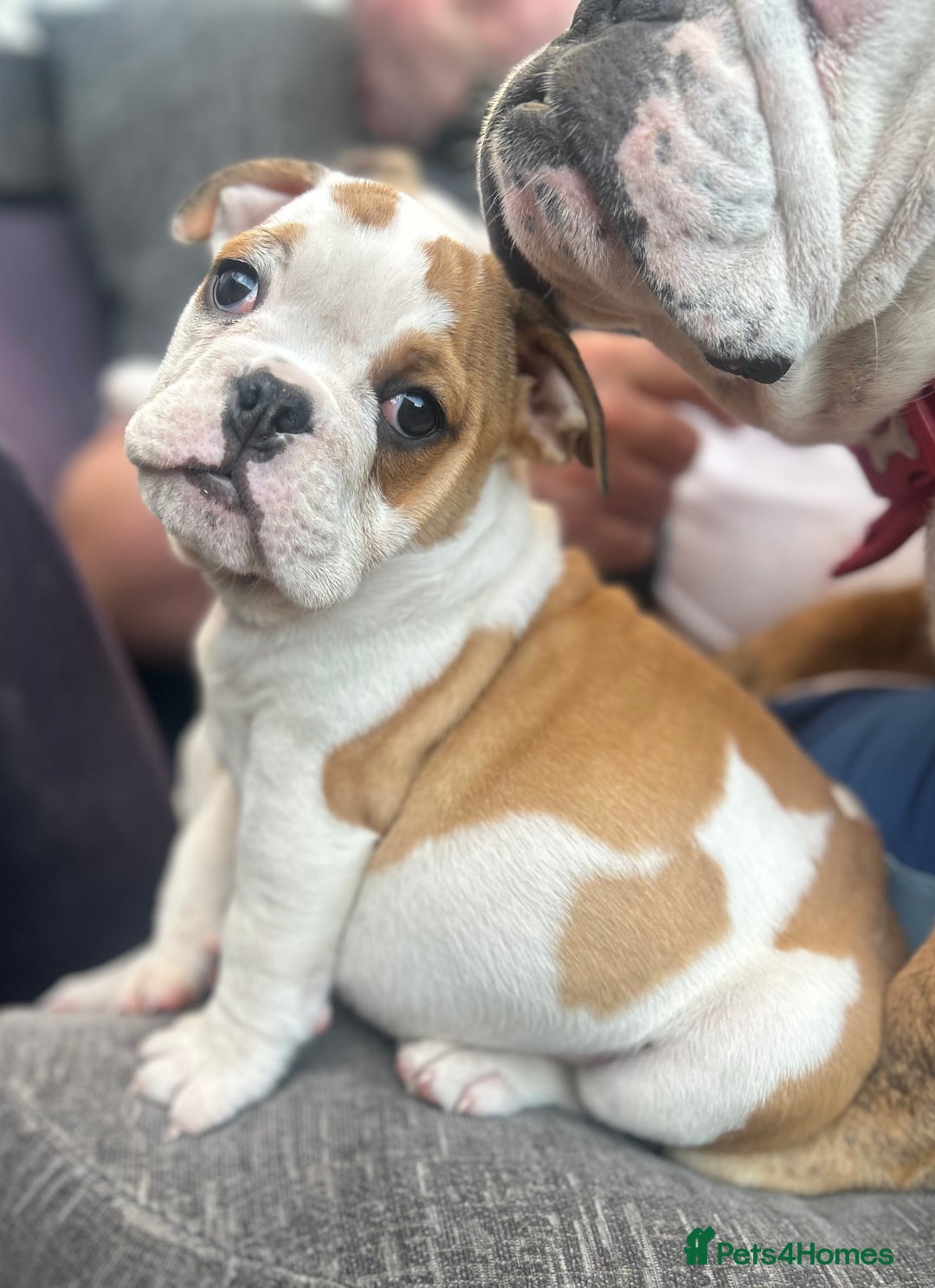 English Bulldog dogs for sale: English bulldogs  - Image 14
