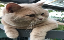 British Shorthair cats for sale: Stunning GCCF cream boy ready now  - Image 10