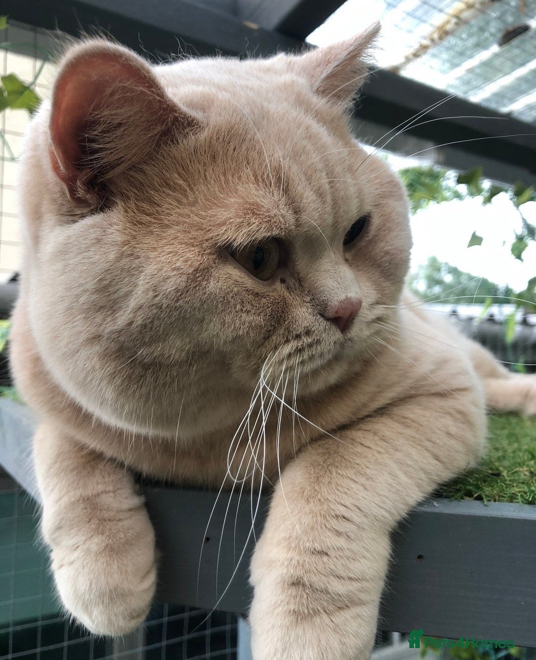 British Shorthair cats for sale: Stunning GCCF cream boy ready now  - Image 10