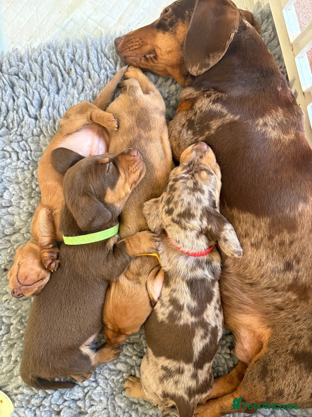 Miniature Dachshund dogs for sale: KC Miniature Dachshund Puppies Last Boy 🐶 - Advert 7