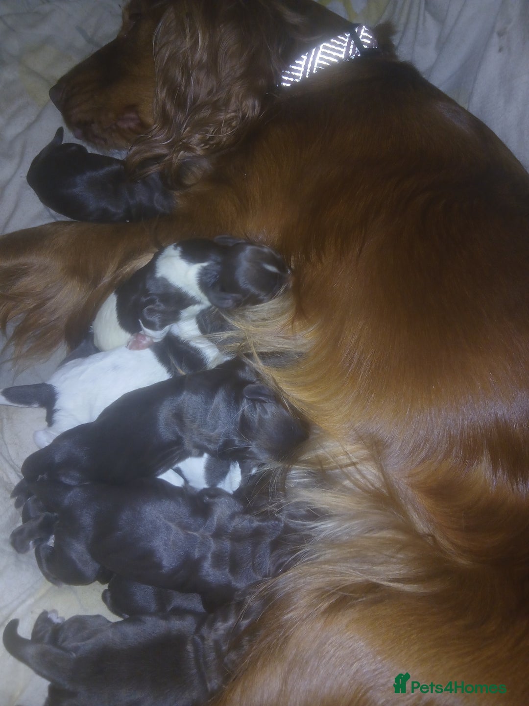 Sprocker dogs for sale: Sprockers - Advert 5