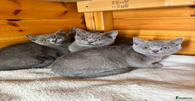 British Shorthair cats - Advert 12