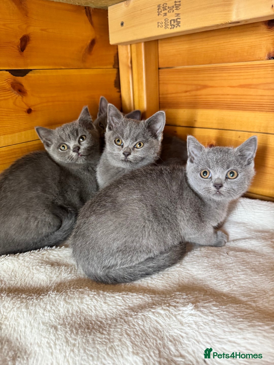 British Shorthair Two Kittens For Sale British Shorthair Kittens