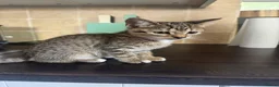 Mixed Breed cats for sale: Gorgeous Kittens  - Advert 18