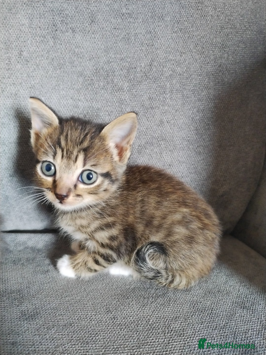 Mixed Breed cats for sale: 4 beautiful kittens ready for their forever home - Advert 9