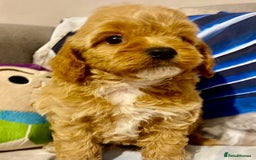 Cavapoo dogs for sale: Red cavapoo’s - Image 3