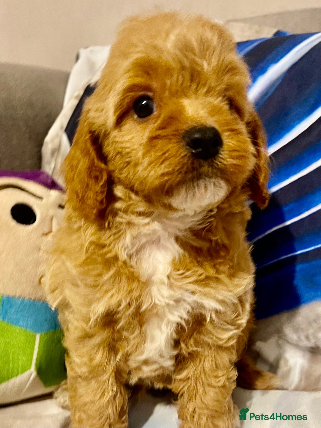 Cavapoo dogs for sale: Red cavapoo’s - Image 3
