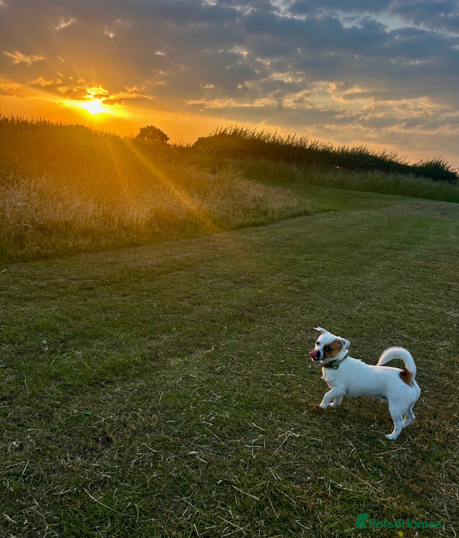 Mixed Breed dogs Beautiful Jack Russel Boy  - Advert 1