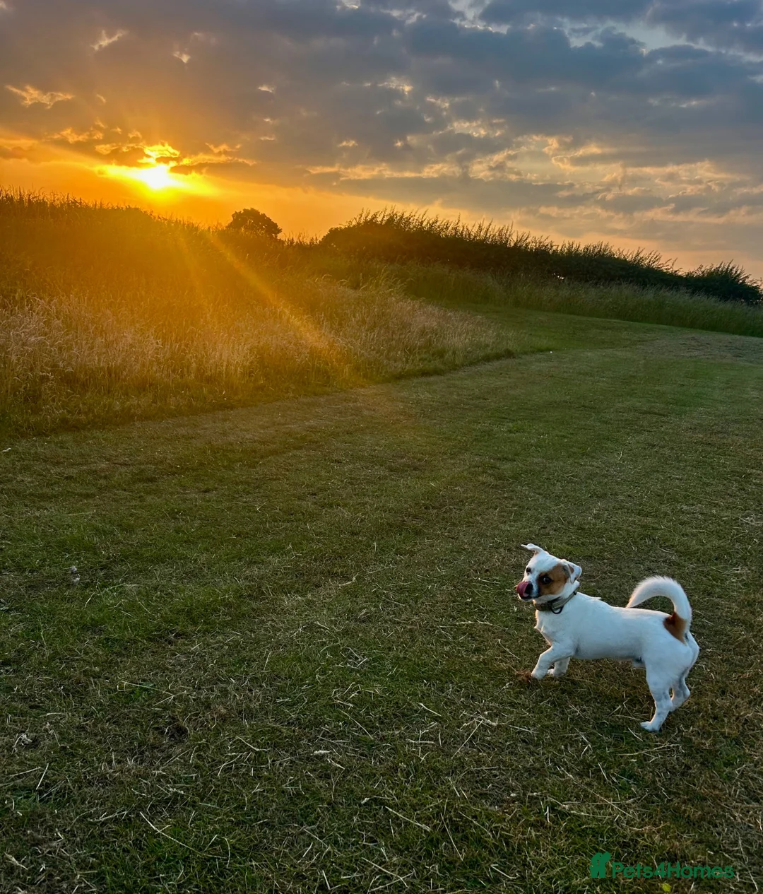 Mixed Breed dogs for sale: Beautiful Jack Russel Boy  in Mexborough - Advert 1