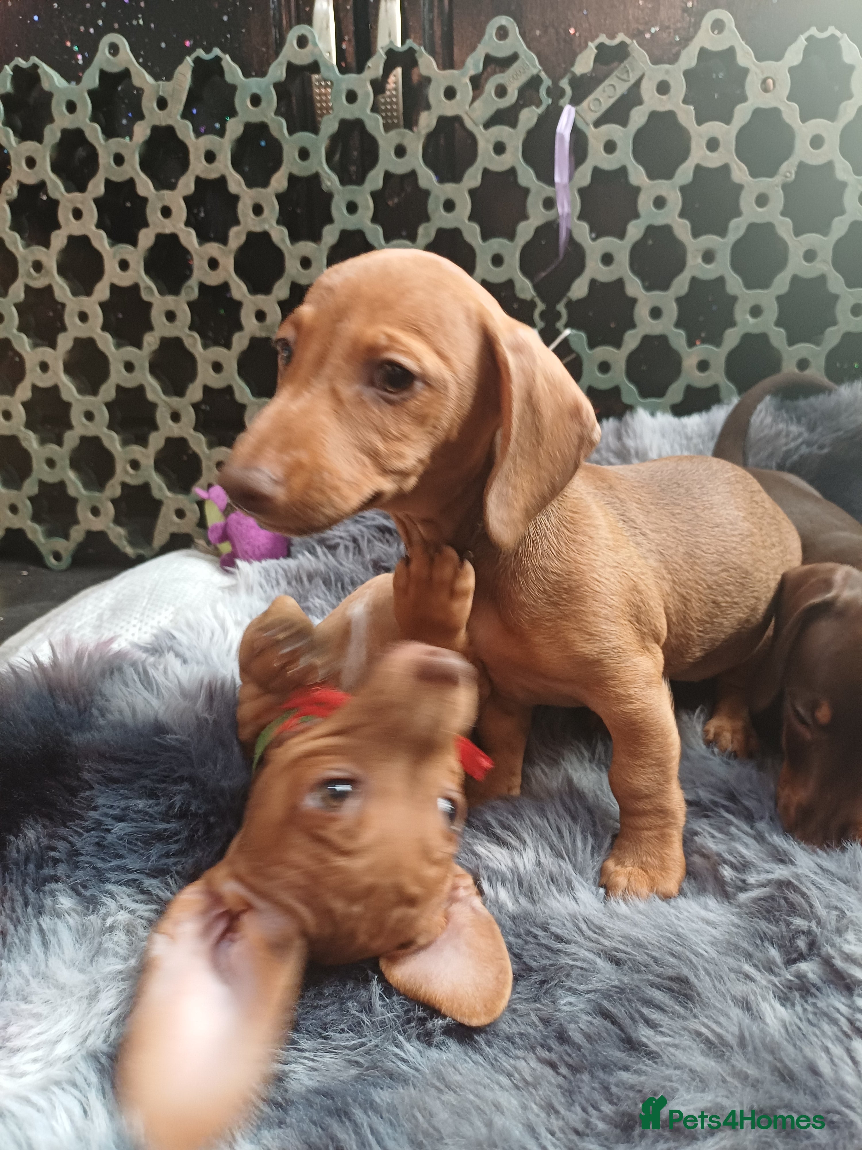 Dachshund dogs Dachshund  - Advert 2