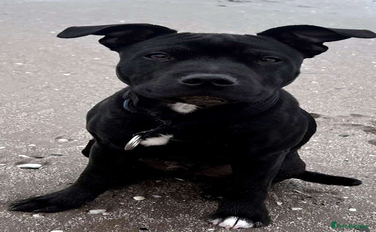 Staffordshire Bull Terrier dogs - Advert 5
