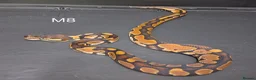Python Snake reptiles for sale: Royal Pythons Male and Females  - Advert 4