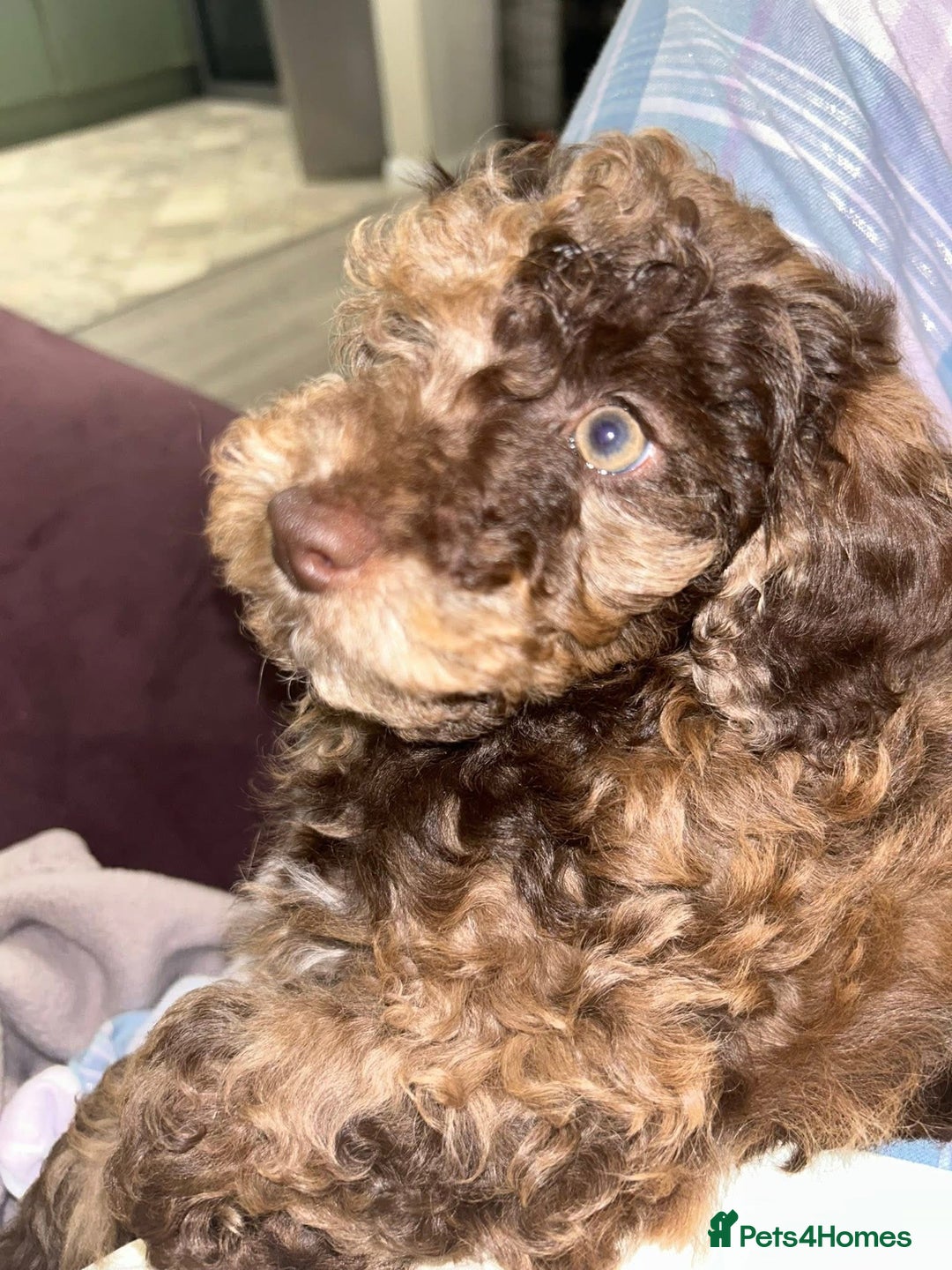 Toy Poodle dogs for sale: Chocolate Merle Kc parents toy poodle female  - Advert 7