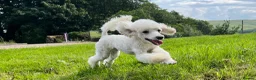 Cavapoo dogs for sale: Stunning F1 Cavapoo  - Advert 5