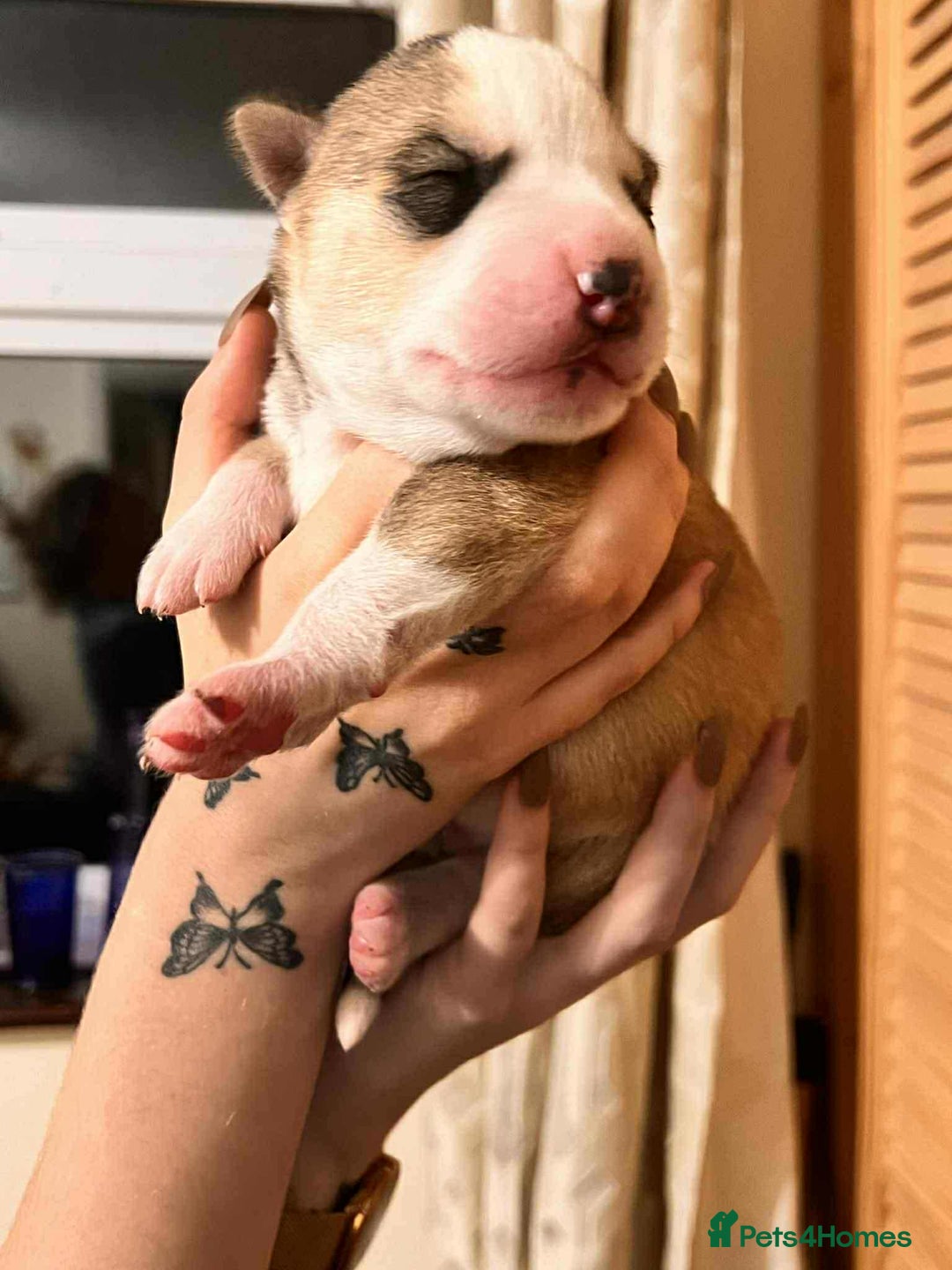 Siberian Husky dogs for sale: Siberian Husky Puppies - Advert 6