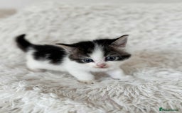 Mixed Breed cats for sale: 4 Persian x kittens  - Image 8
