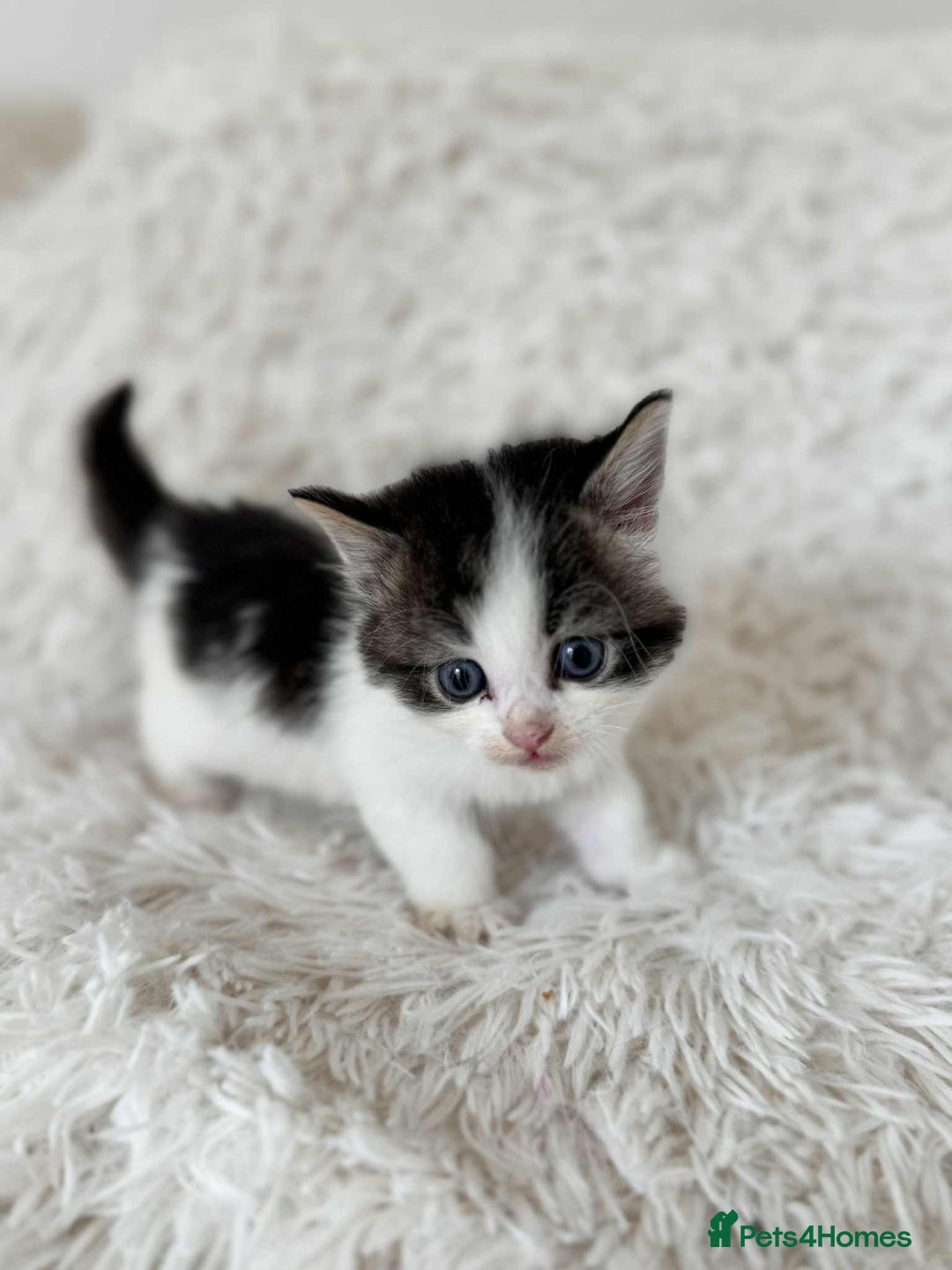 Mixed Breed cats for sale: 4 Persian x kittens  - Image 8