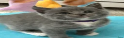 British Shorthair cats for sale: Bella,s British Shorthairs 🐾🩷🩵 - Advert 8