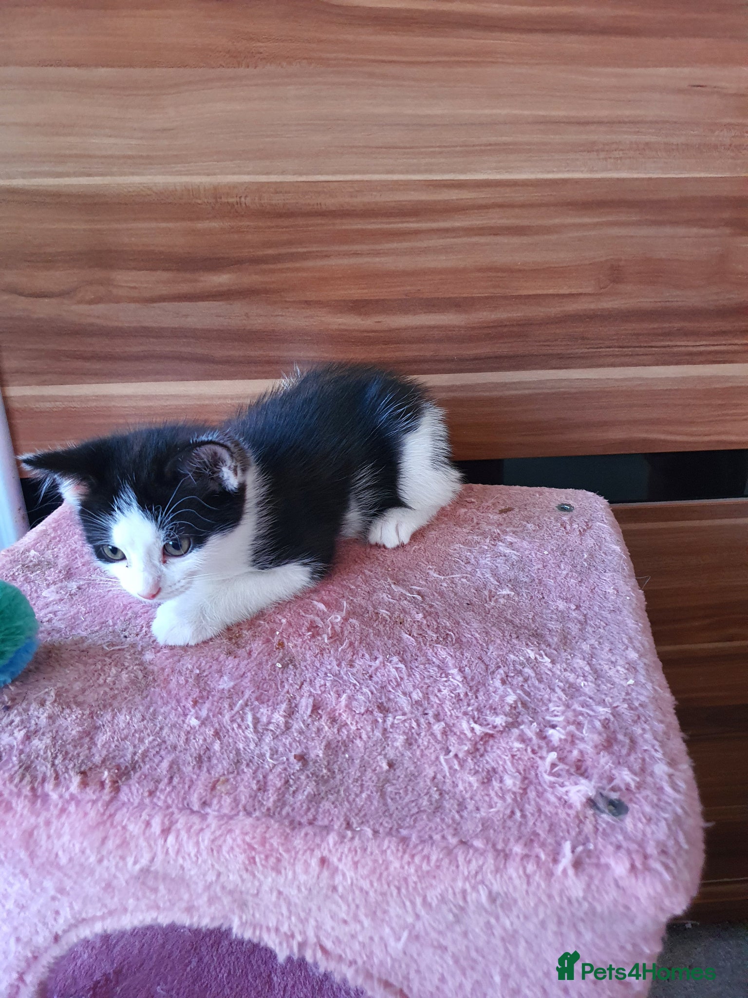Mixed Breed cats for sale: Mikki - Advert 6