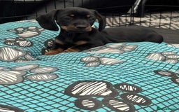 Dachshund dogs for sale: Miniature Dachshund puppies - Image 1