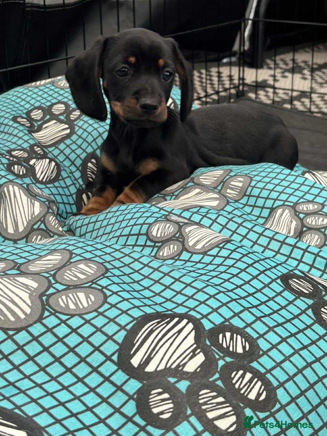 Dachshund dogs for sale: Miniature Dachshund puppies - Image 1