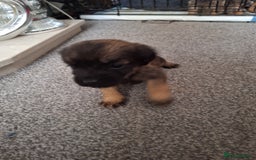 Border Terrier dogs for sale: Border terrier puppies  - Image 3