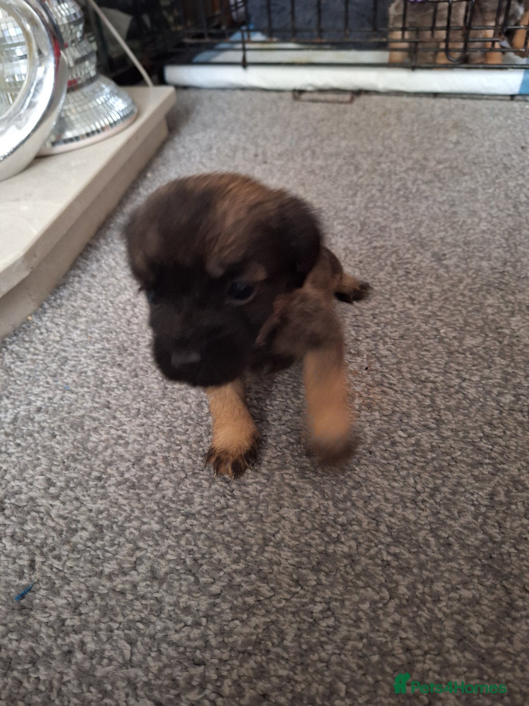 Border Terrier dogs for sale: Border terrier puppies  - Image 3