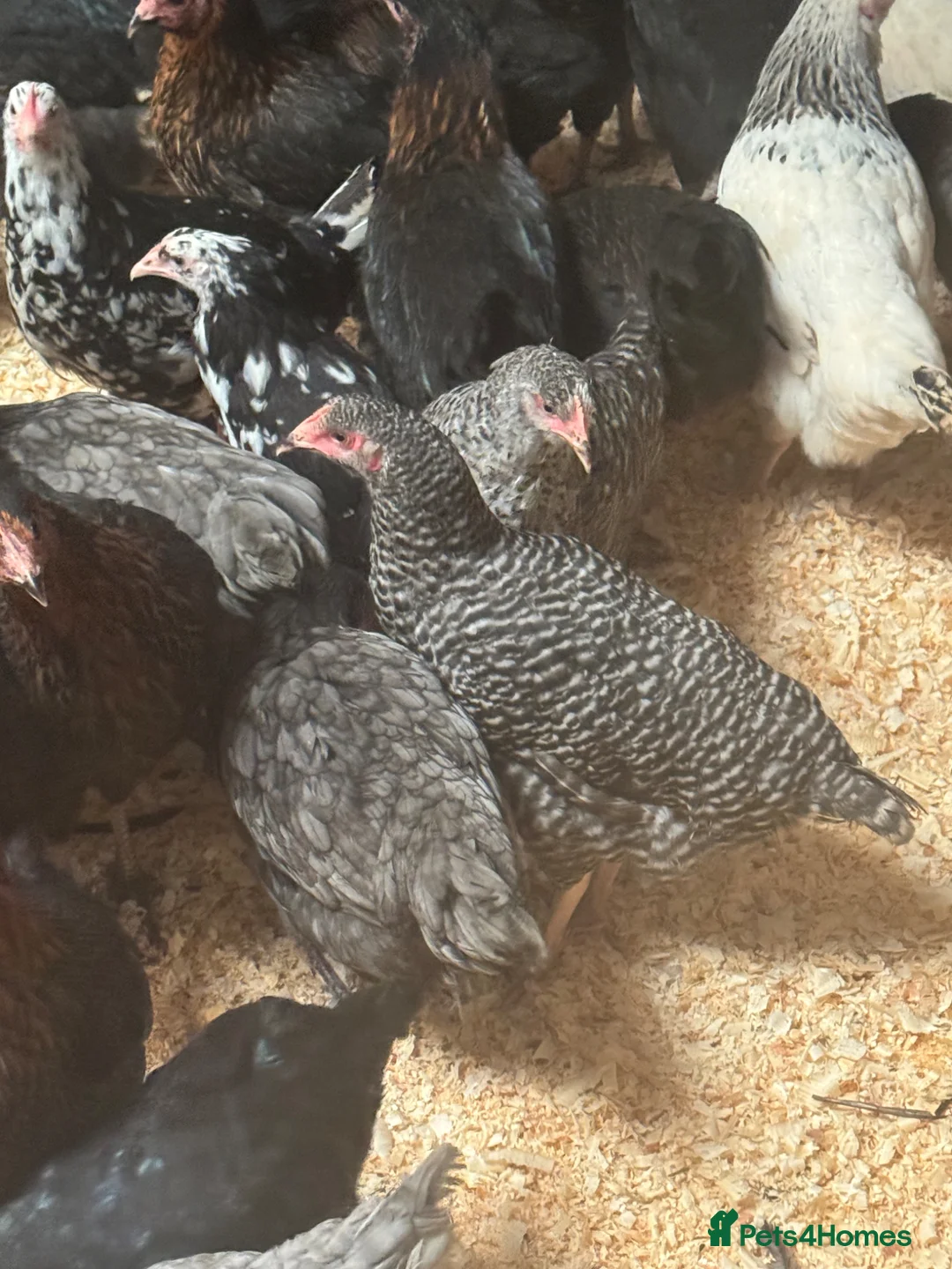 Chickens poultry for sale: Hybrids - lovely variety  - Advert 2