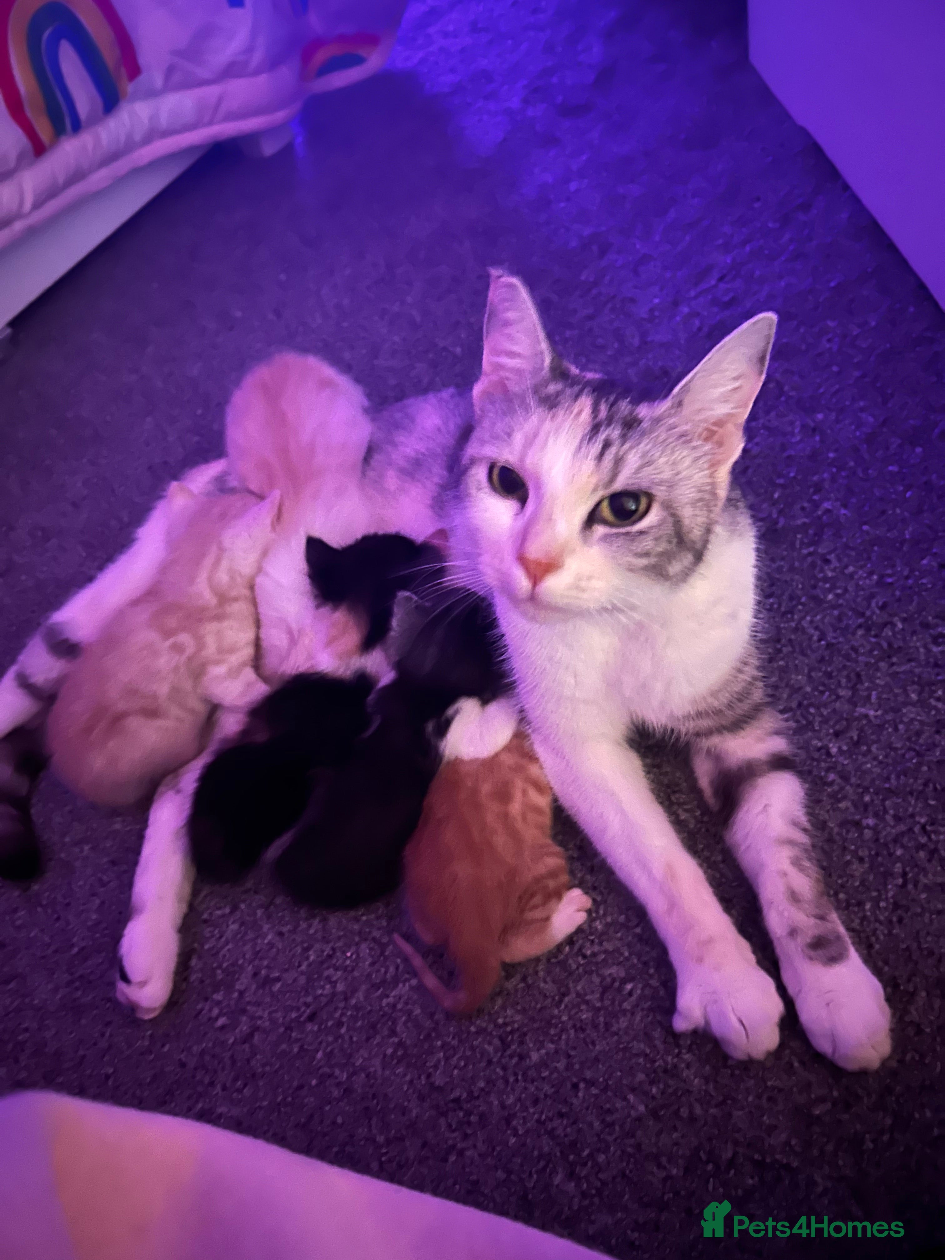 Mixed Breed cats Mixed breed kittens for sale ALL MALES  - Advert 4