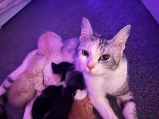 Mixed Breed cats Mixed breed kittens for sale ALL MALES - Advert 16