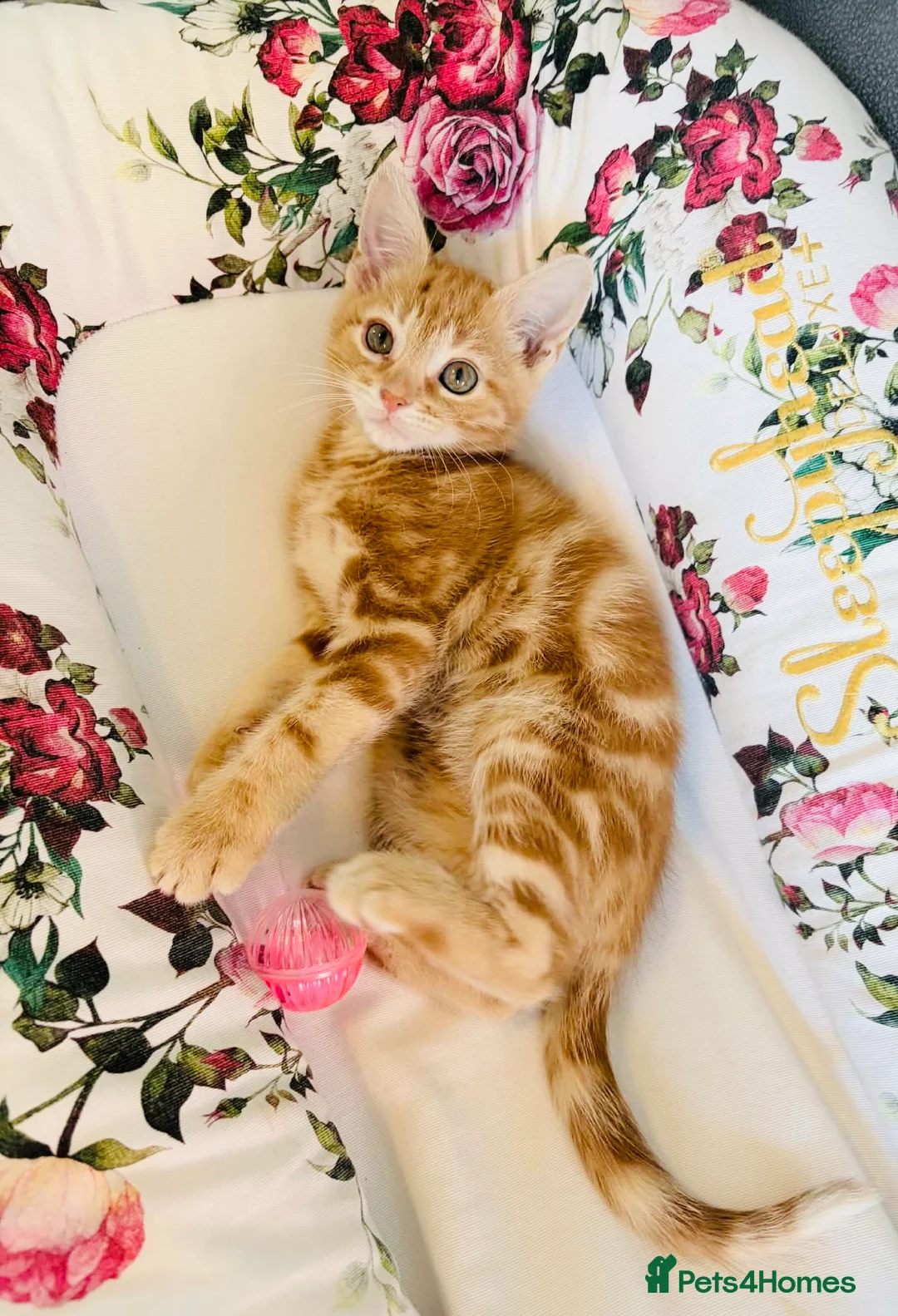 Mixed Breed cats for sale: ** Glamorous Ginger Girl ** Bengal Cross ** - Advert 2