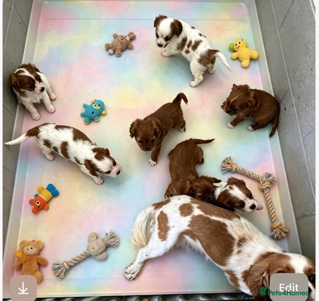 Cavalier King Charles Spaniel dogs for sale: DNA CAVALIER PUPPIES - Advert 7