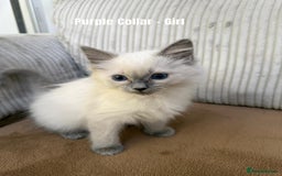 Ragdoll cats for sale: 4 cute fluffy Ragdoll Kittens - Advert 20