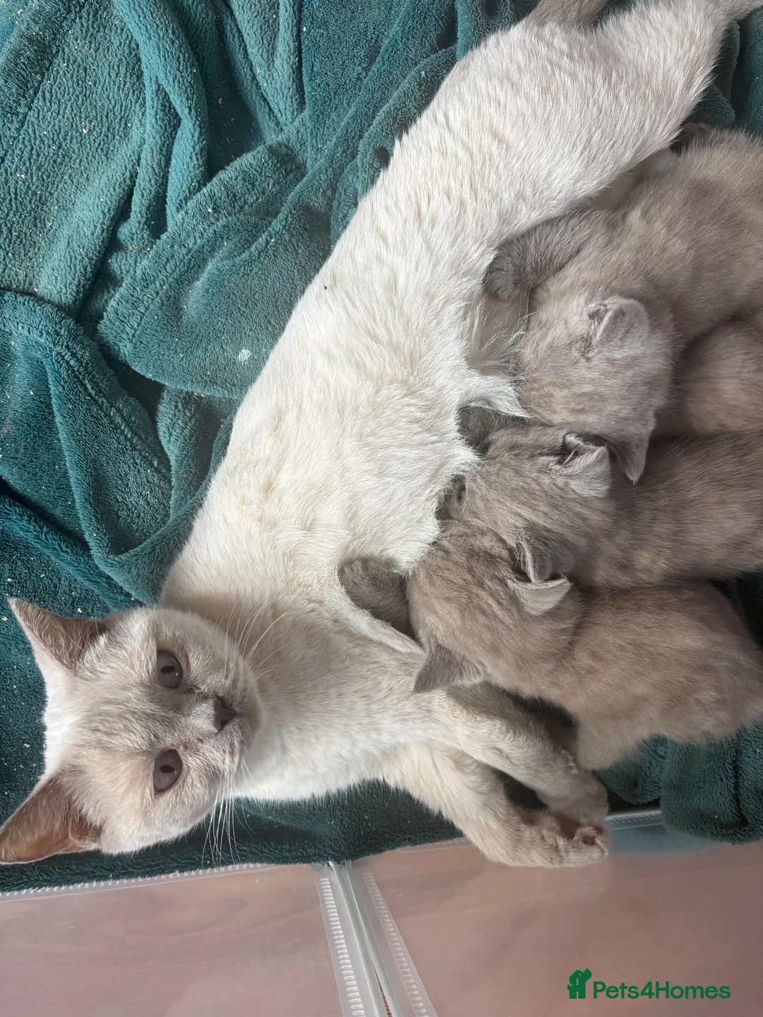 British Shorthair cats for sale: 4 beautiful lilac British short hair boys - Advert 2