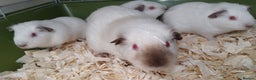 Guinea Pig rodents for sale: Chocolate Himalayan and Black Himalayans ki  - Advert 1