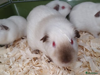 Guinea Pig rodents Chocolate Himalayan guinea pigs - Advert 18