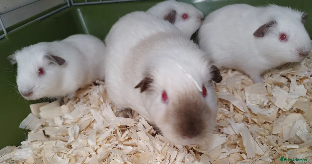 Guinea Pig rodents for sale: Chocolate Himalayan and Black Himalayans ki  - Advert 1