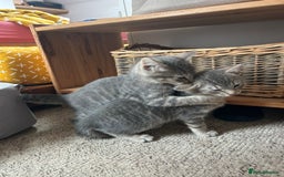 Mixed Breed cats for sale: 4 beautiful and very friendly kittens - Image 4