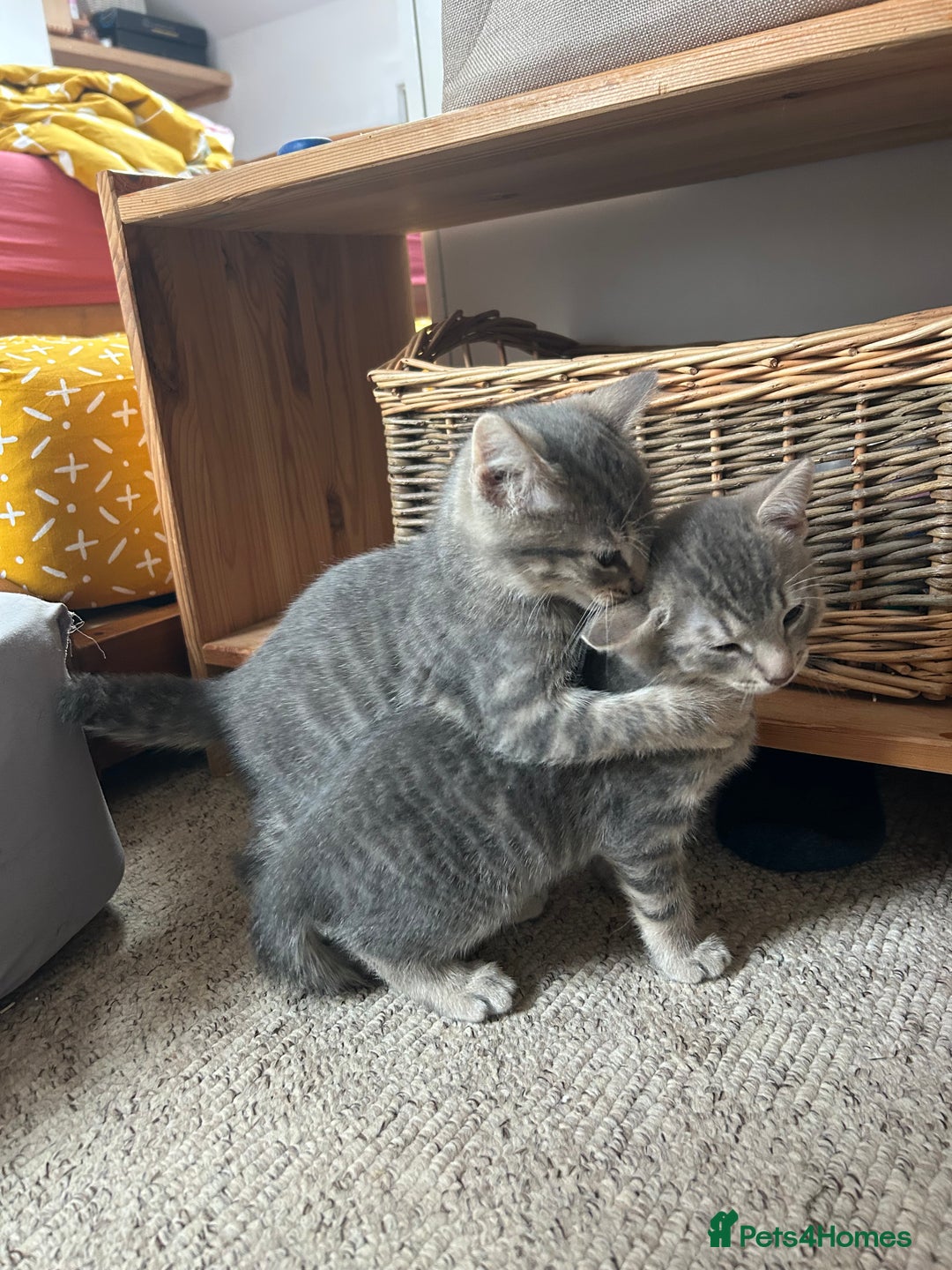 Mixed Breed cats for sale: 4 beautiful and very friendly kittens - Image 4