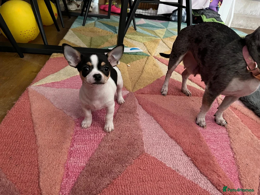 Chihuahua dogs for sale: Chihuahua Boy - Advert 3