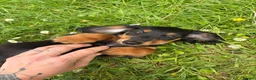 Miniature Dachshund dogs for sale: Beautiful KC reg long haired female  - Advert 10