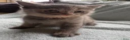 British Shorthair cats for sale: British Short Hair Kittens For Sale - Advert 7