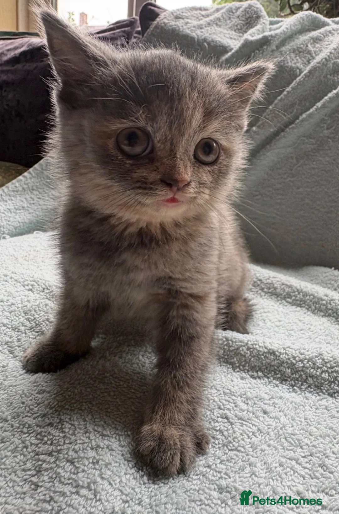 British Shorthair cats for sale: British Short Hair Kittens For Sale - Advert 7