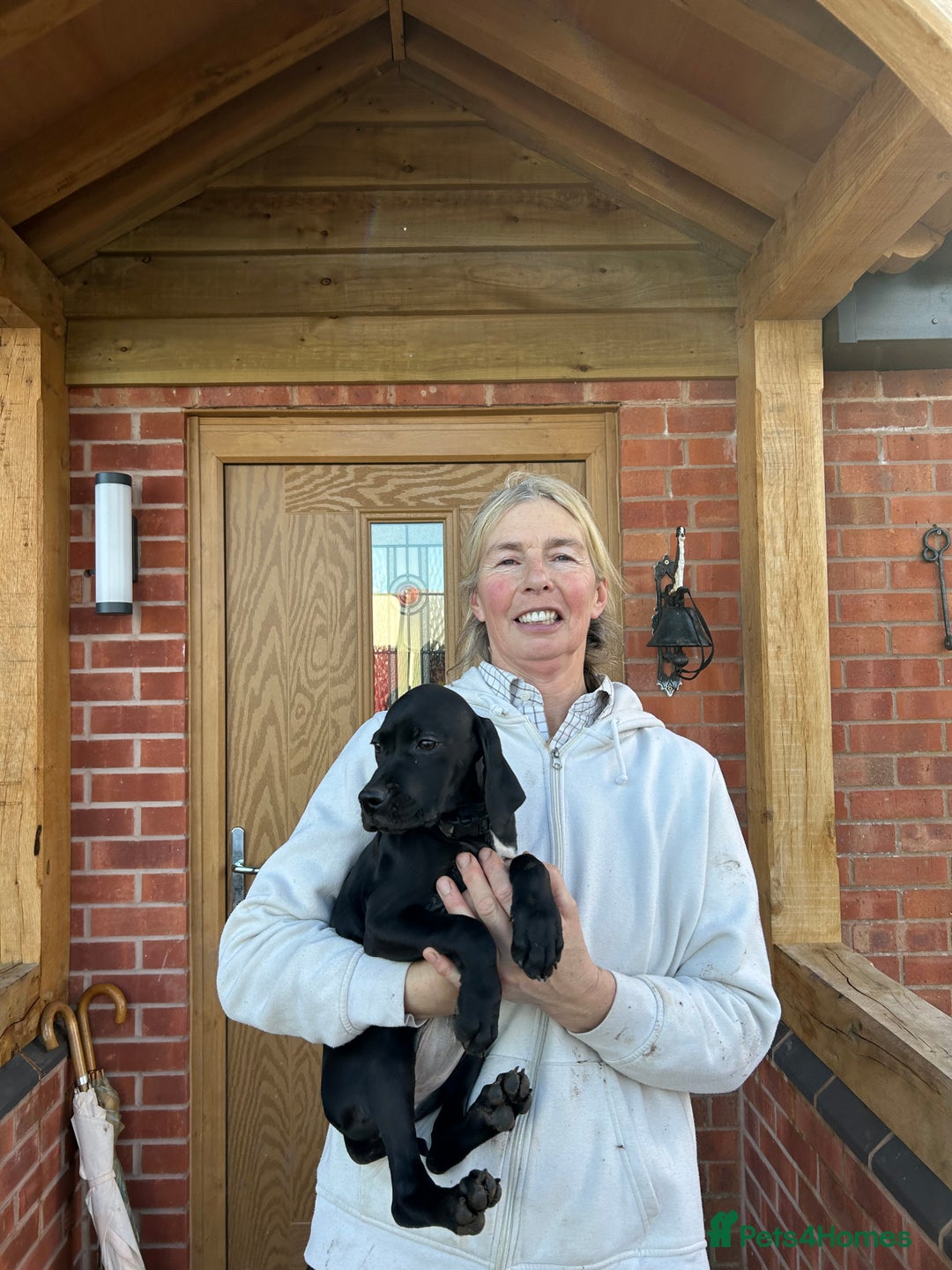 Pointer dogs for sale:  Black bitch available. - Advert 9