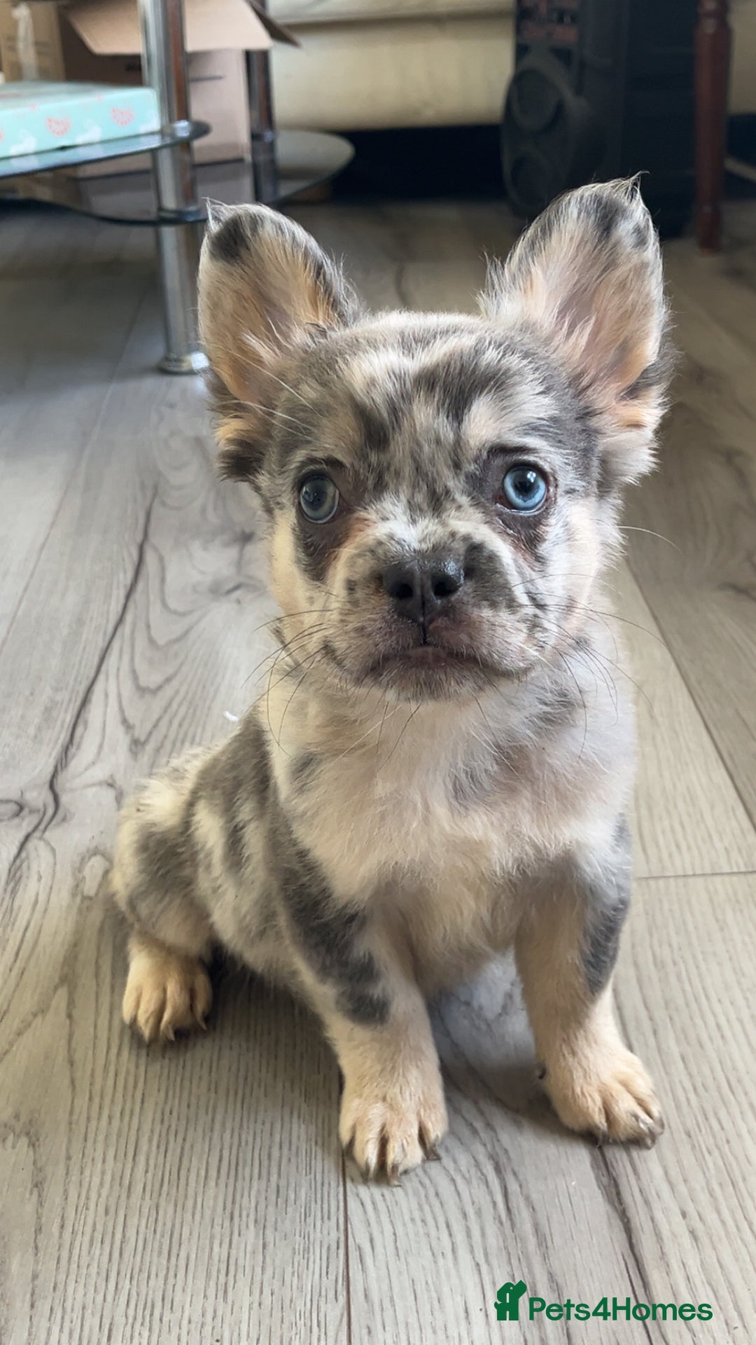French Bulldog dogs for sale: Quality health clear fluffy French bulldogs  - Image 5